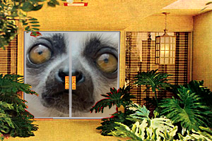 Don't cry for me Madagascar